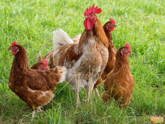 Леггорн Изабелла