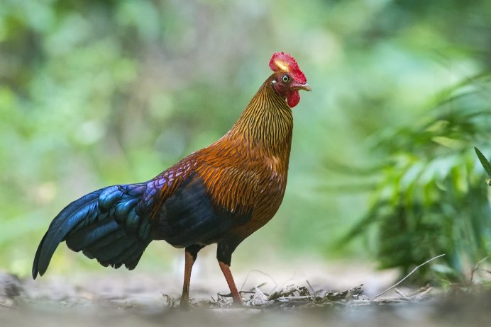 Куры в курятнике