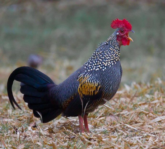 Курообразные птицы