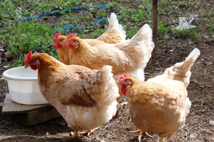 Кучерявые куры