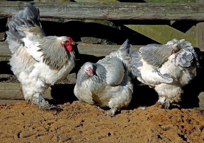 Рыжие породы кур несушек
