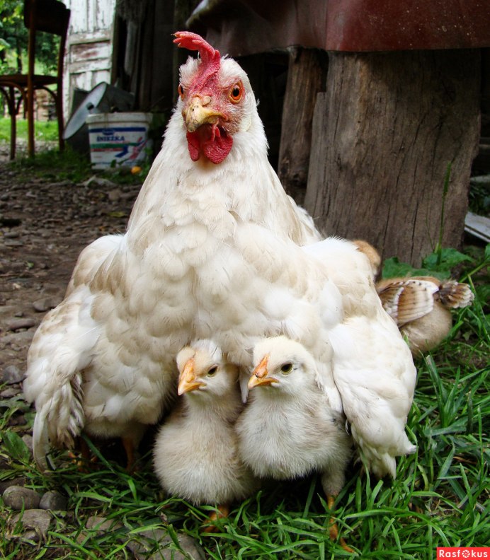Куры и цыплята