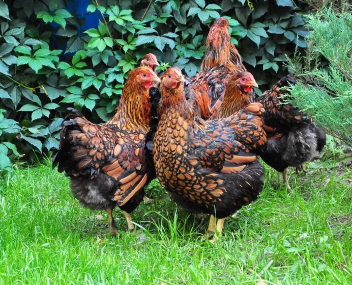 Ломан-Браун порода