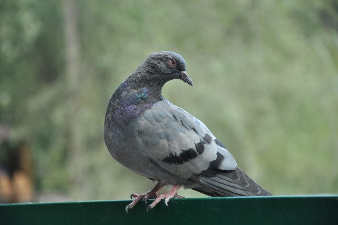 Wingless Pigeon Envato