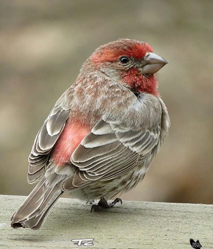 Laughingthrush птица