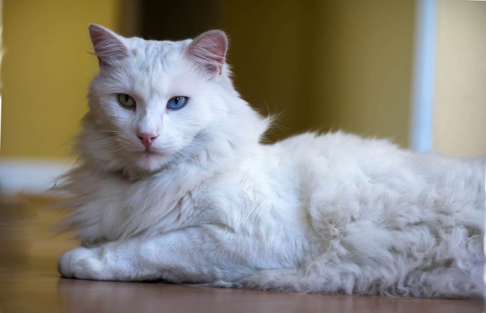 Турецкая ангора кошка
