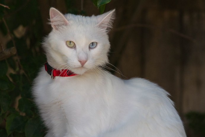 Турецкий ангорский кот белый
