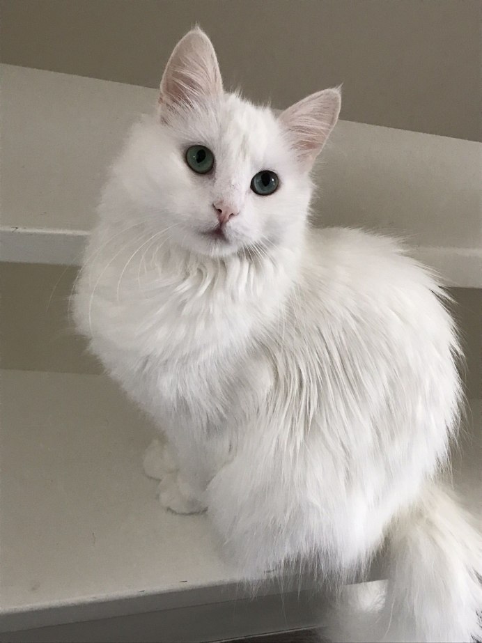 Турецкая ангора кошка