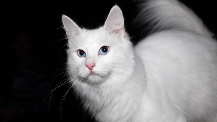 Ангорская кошка турецкая ангора