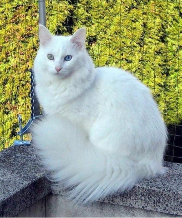 Турецкая ангорская белая кошка