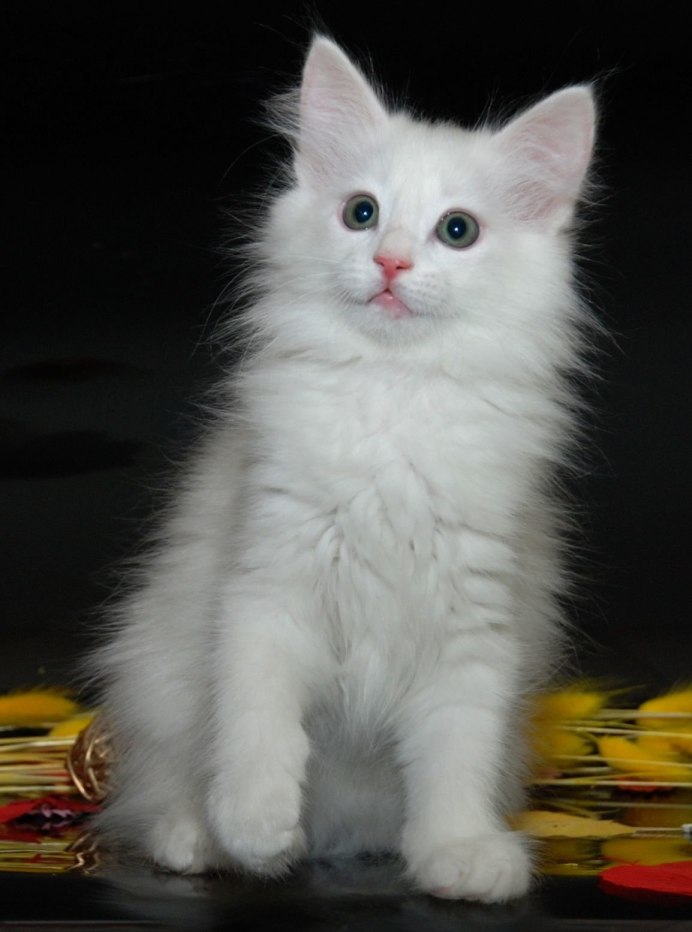 Белая ангорская кошка