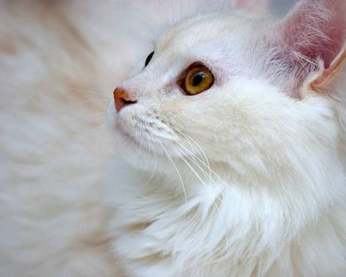 Турецкая ангора кошка