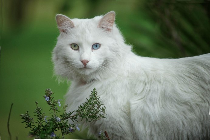 Ангорская кошка
