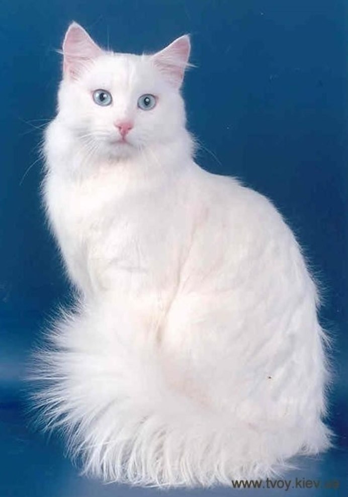 Турецкая ангорская кошка