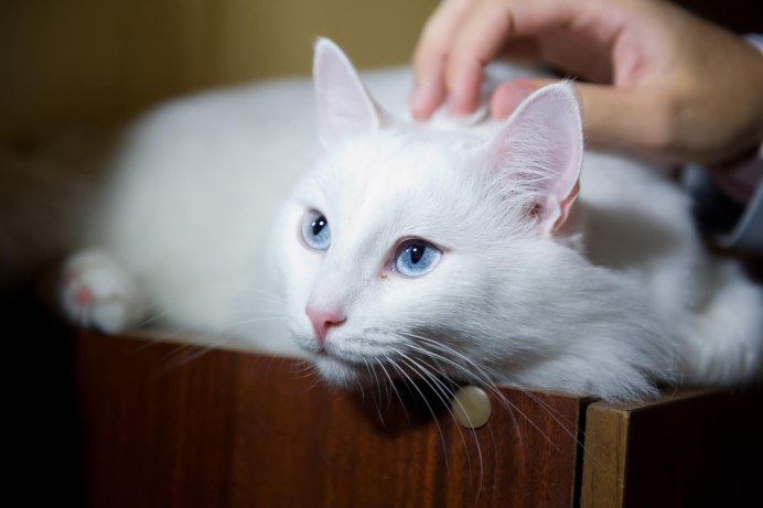 Коты турецкая ангора