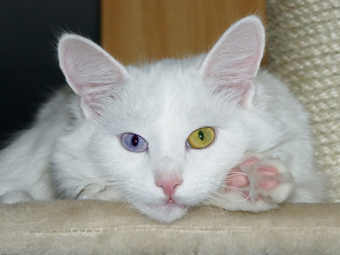 Белый ангорский кот