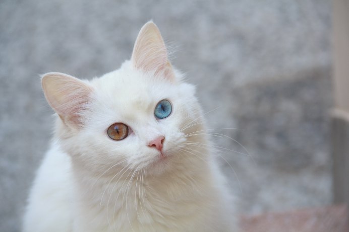 Турецкая ангора кот белый