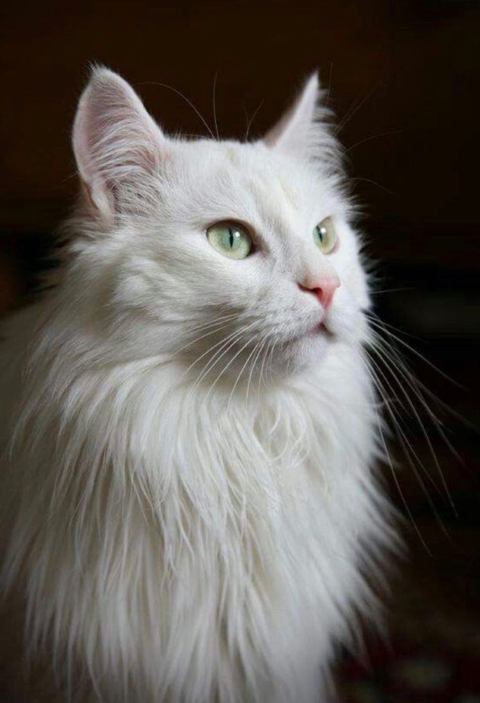 Сибирская ангорская кошка