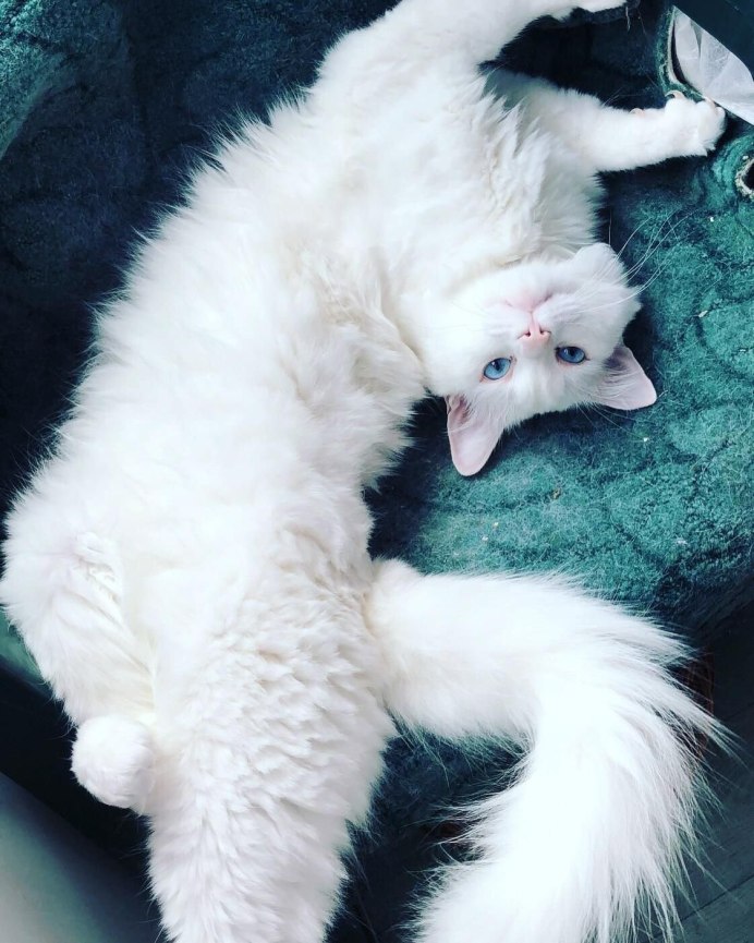 Турецкая ангорская кошка