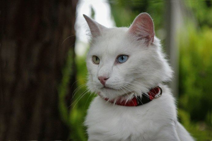 Котята породы турецкая ангора