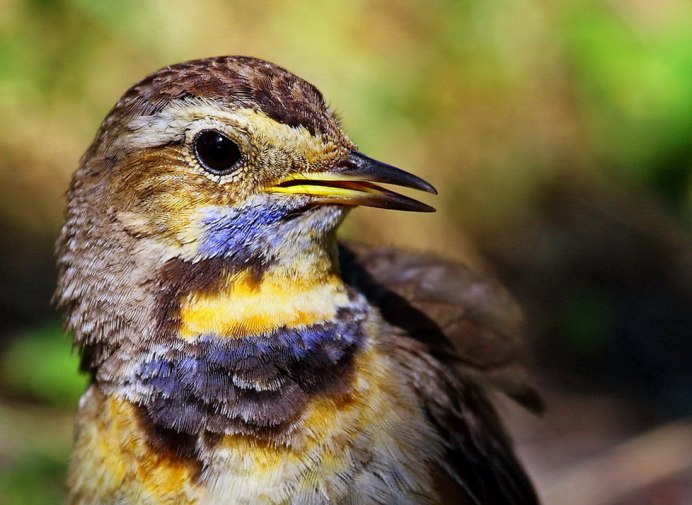 The Thrush Nightingale (Luscinia Luscinia)