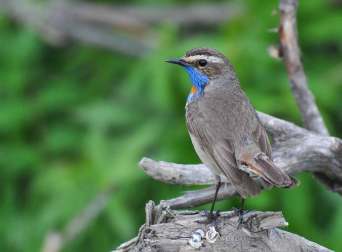 Luscinia Luscinia