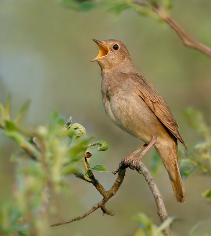 Соловей-красношейка Luscinia Calliope