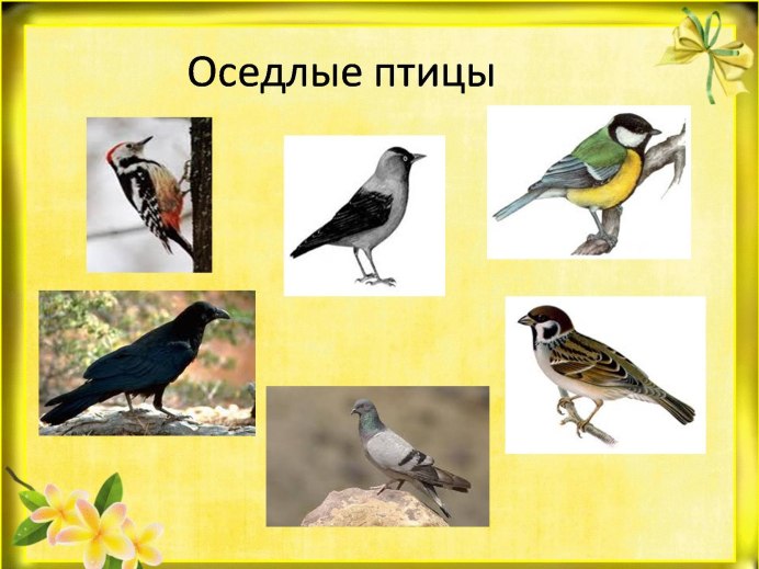 Птицы Нижегородской области