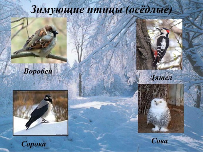 Популяции воробья