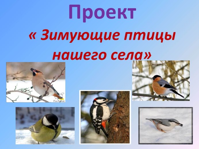 Снегирь птица гнездо