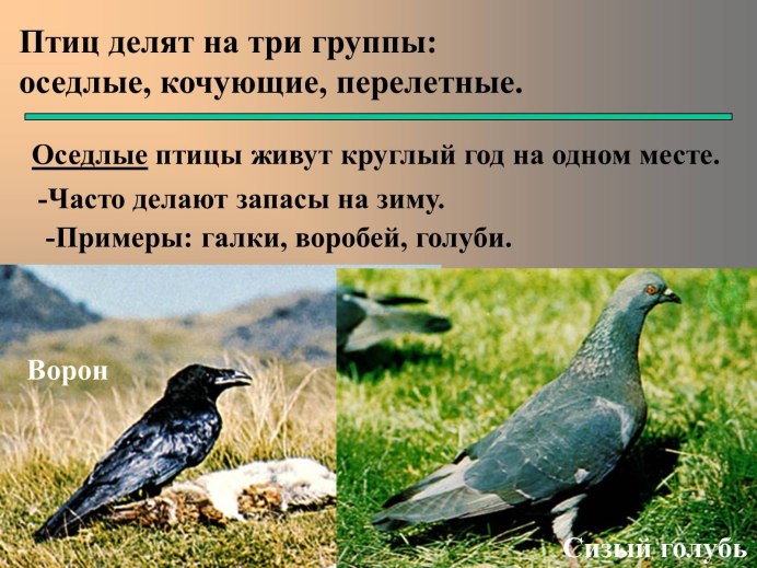 Птица дятел