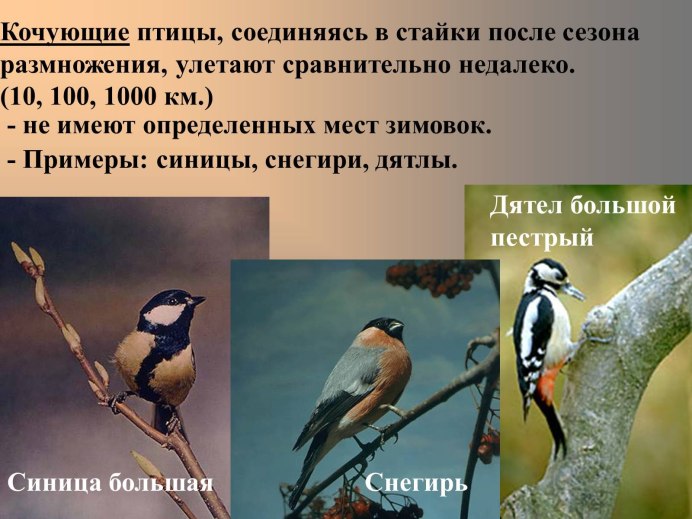 Синичка лазоревка