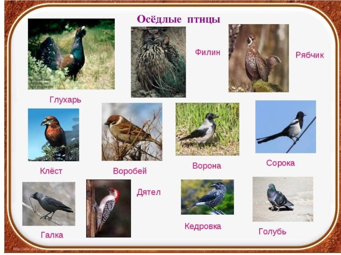 Лесной Воробей