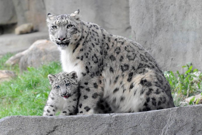 - Снежный Барс (Panthera uncia