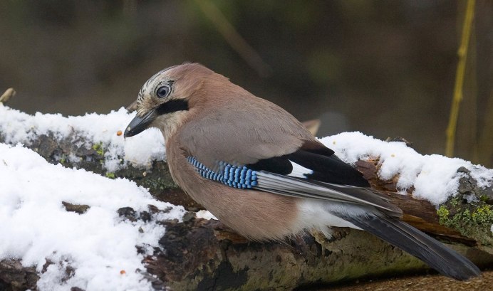 Сойка garrulus glandarius l.