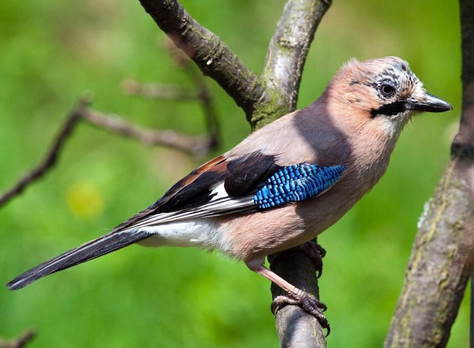 Украшенная Сойка (garrulus lidthi)