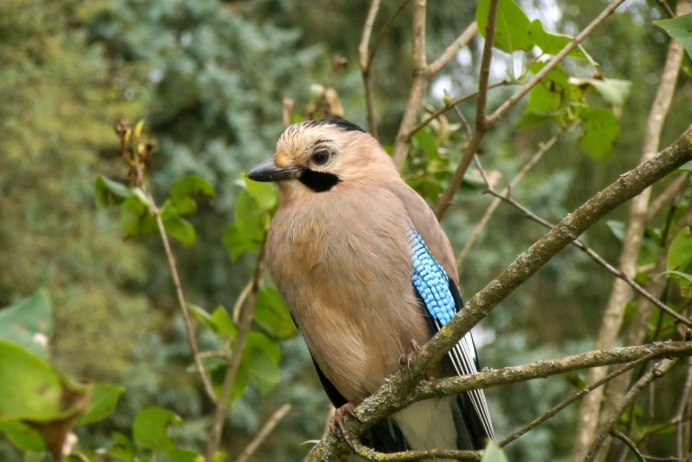 Calocitta Formosa