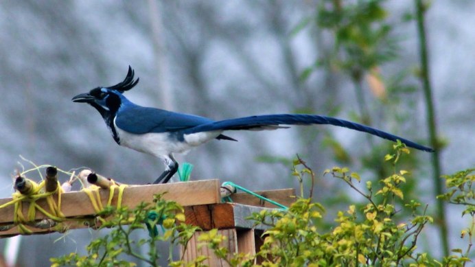 Сойка голубая (Cyanocitta cristata)
