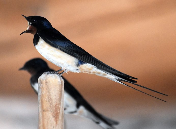 Ласточка лицо