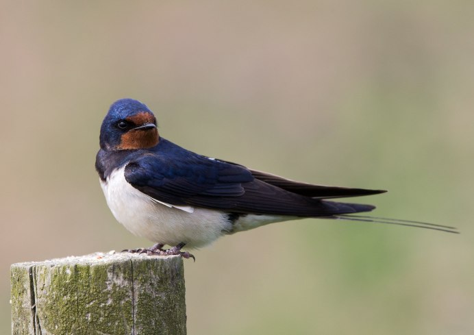 Ласточка птица