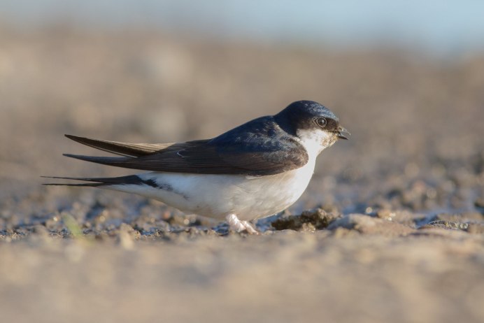 Деревенская Ласточка – Hirundo Rustica