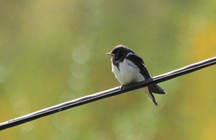 Птички с белой грудкой ласточки