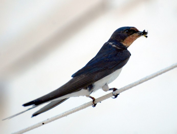 Крылья ласточки