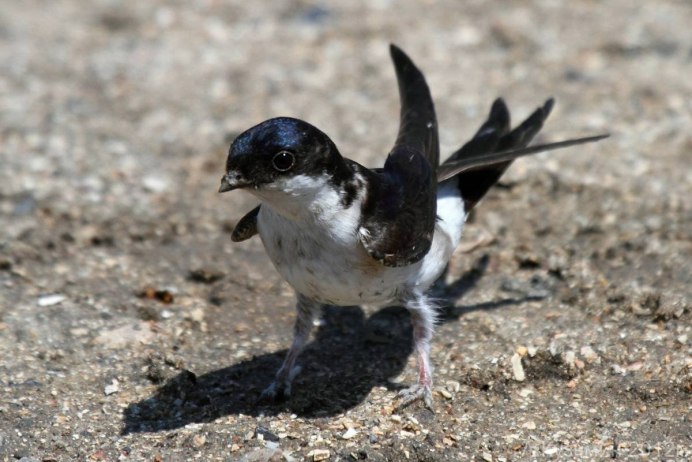 Тату Ласточка