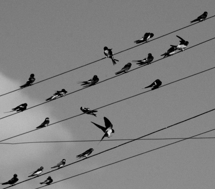 Иглохвостый Стриж разноцветный