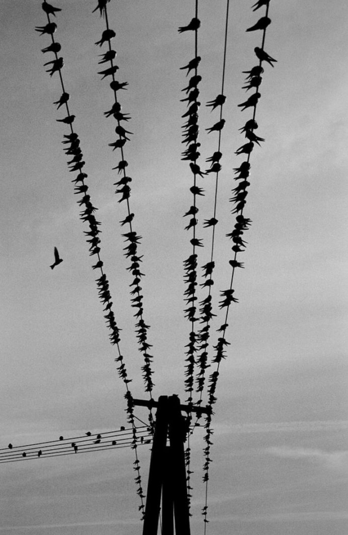 Белопоясный Стриж