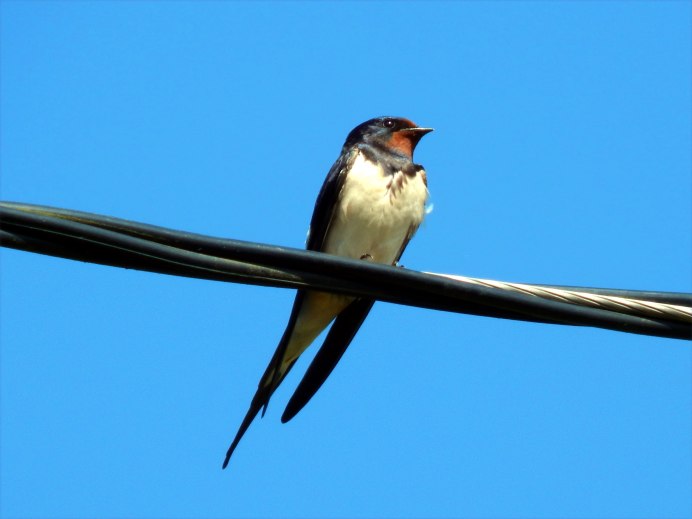 Ласточка деревенская биотоп