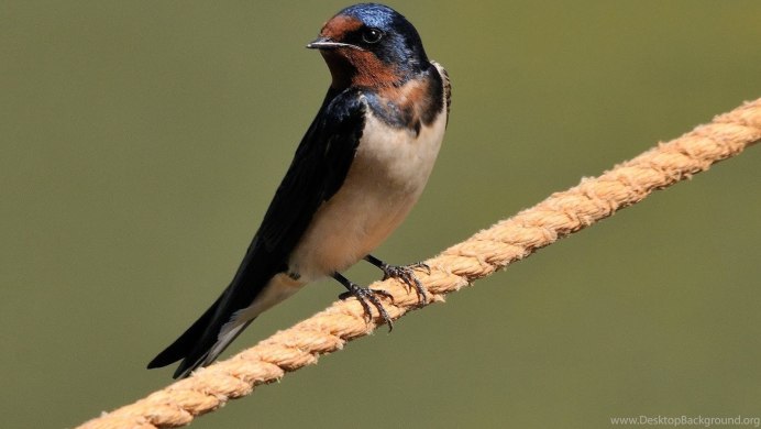 Черно белая Ласточка в руках