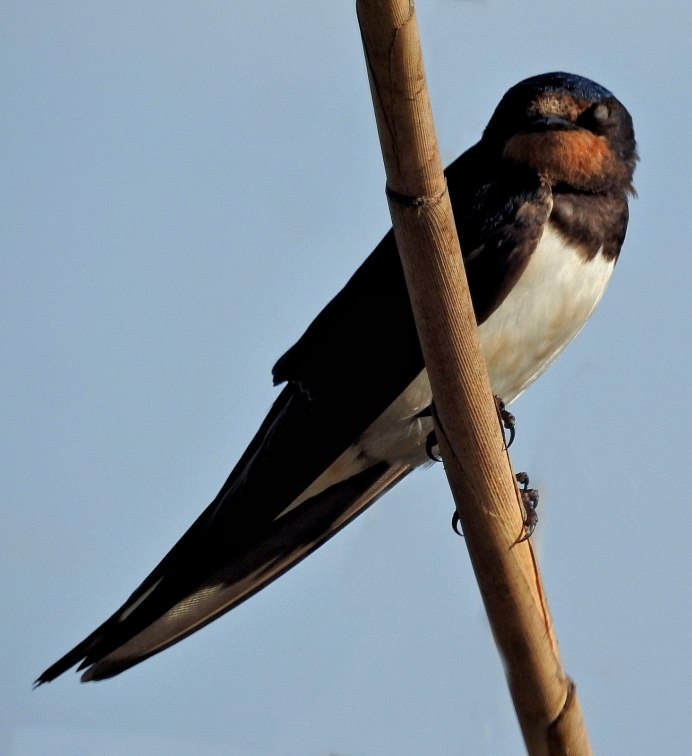 Деревенская Ласточка – Hirundo Rustica