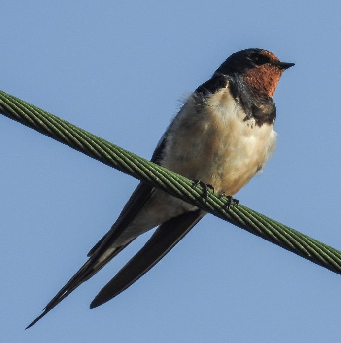 Насекомоядные птицы Ласточка